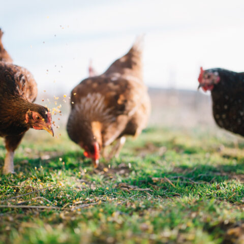 CHICKENS EATING 640_480